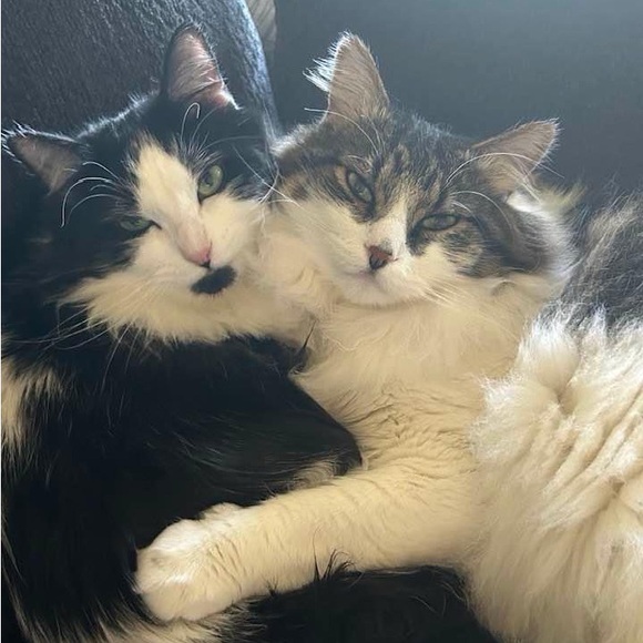 Live Show Notifications - Picture 7 of 7